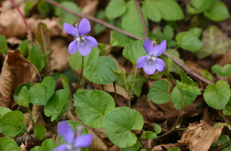 Hain-Veilchen, Großblütiges Veilchen (Viola riviniana) - © Emanuel Trummer